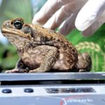 Жаба в лаборатории